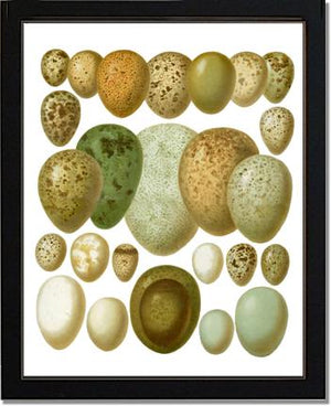 Victorian Print: Bird Eggs