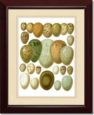 Victorian Print: Bird Eggs