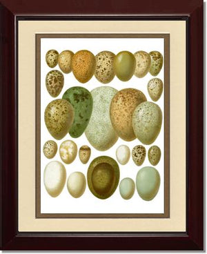 Victorian Print: Bird Eggs