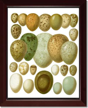 Victorian Print: Bird Eggs