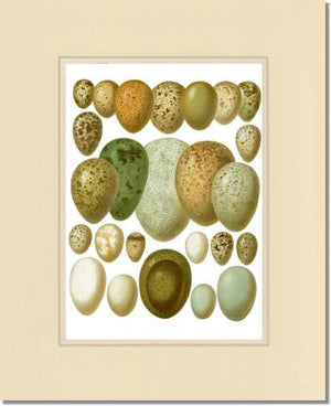 Victorian Print: Bird Eggs