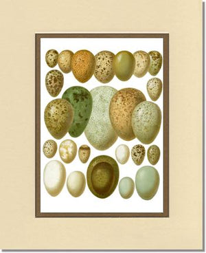 Victorian Print: Bird Eggs