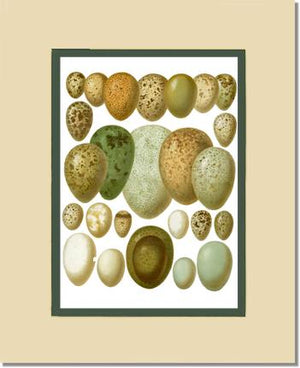 Victorian Print: Bird Eggs