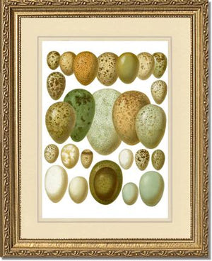 Victorian Print: Bird Eggs