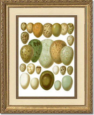 Victorian Print: Bird Eggs