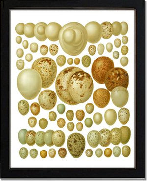 Victorian Print: Bird Eggs