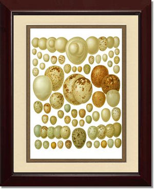 Victorian Print: Bird Eggs