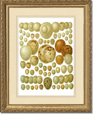 Victorian Print: Bird Eggs