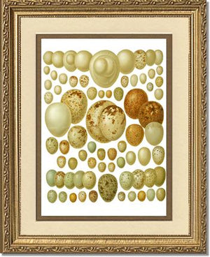 Victorian Print: Bird Eggs