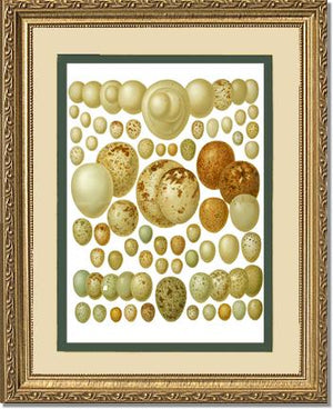 Victorian Print: Bird Eggs