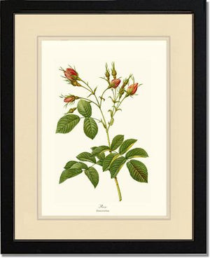 Rosa everatina