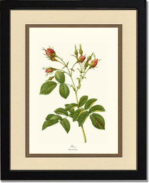 Rosa everatina