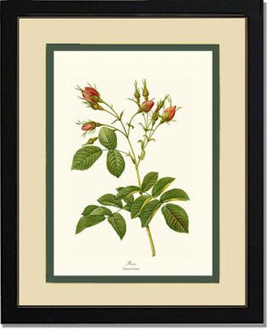 Rosa everatina