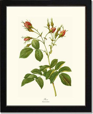 Rosa everatina