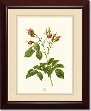 Rosa everatina