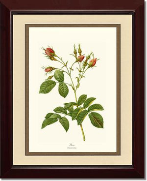 Rosa everatina