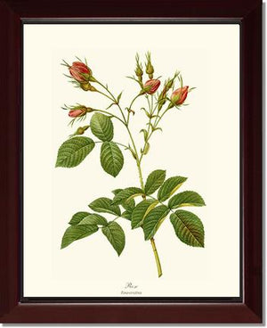 Rosa everatina