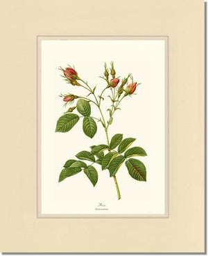 Rosa everatina