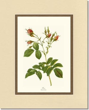 Rosa everatina