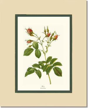 Rosa everatina