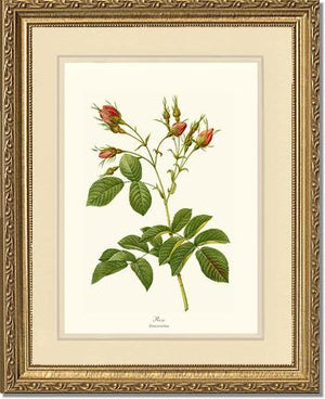 Rosa everatina