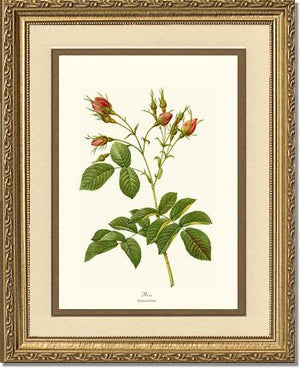 Rosa everatina