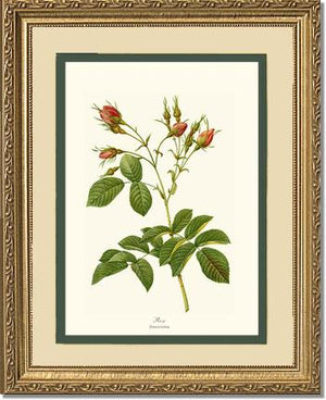 Rosa everatina