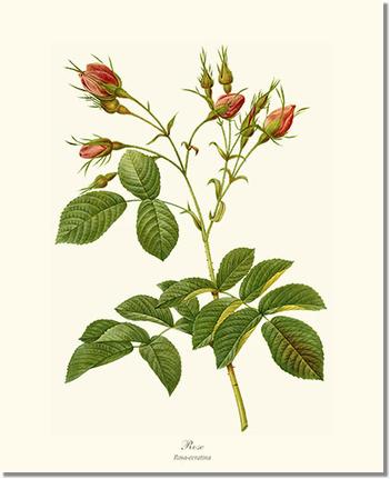 Rose Wall Art Print: Rosa everatina - Vintage Botanical Wall Decor- Charting Nature