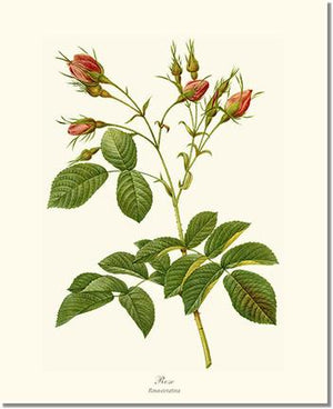 Rose Print: Rosa everatina