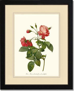 Rosa reclinata
