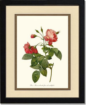 Rosa reclinata
