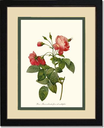 Rose Wall Art Print: Rosa reclinata - Vintage Botanical Wall Decor- Charting Nature