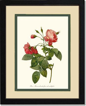 Rosa reclinata