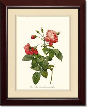 Rosa reclinata