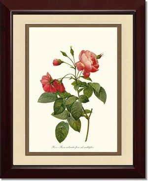 Rosa reclinata
