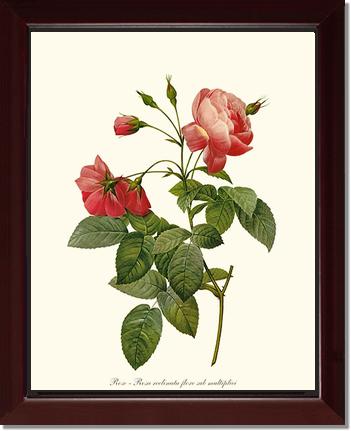 Rose Wall Art Print: Rosa reclinata - Vintage Botanical Wall Decor- Charting Nature