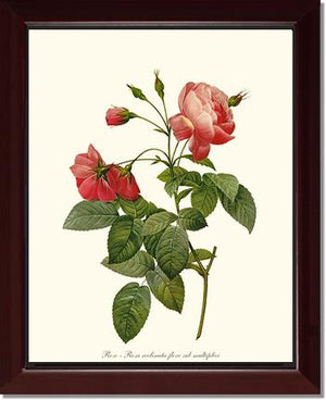 Rosa reclinata