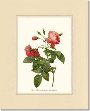 Rosa reclinata