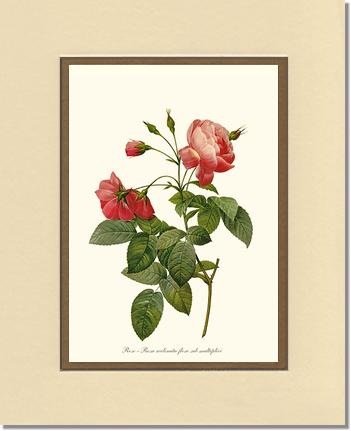 Rose Wall Art Print: Rosa reclinata - Vintage Botanical Wall Decor- Charting Nature