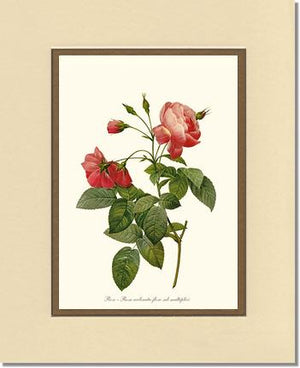 Rosa reclinata