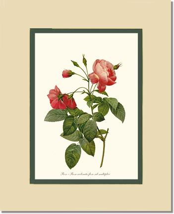 Rose Wall Art Print: Rosa reclinata - Vintage Botanical Wall Decor- Charting Nature