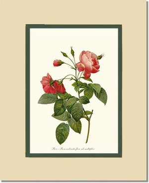 Rosa reclinata