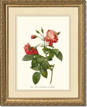 Rosa reclinata