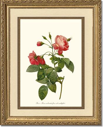 Rose Wall Art Print: Rosa reclinata - Vintage Botanical Wall Decor- Charting Nature