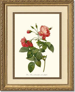Rosa reclinata