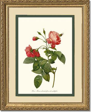 Rosa reclinata