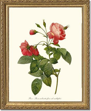 Rosa reclinata