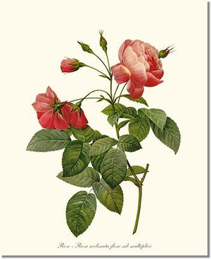 Rose Print: Rosa reclinata