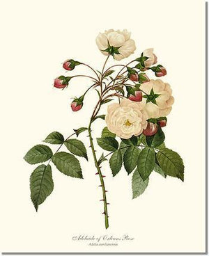 Rose Wall Art Print: Adelaide of Orleans - Vintage Botanical Wall Decor- Charting Nature