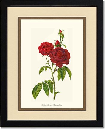Rose Wall Art Print: Bishop Rose Red Tea Rose - Vintage Botanical Wall Decor- Charting Nature